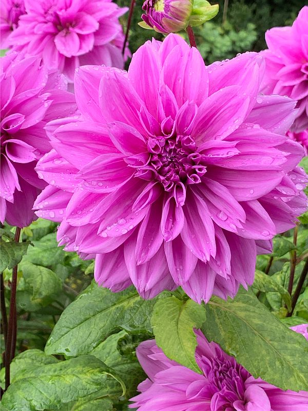 Dahlia