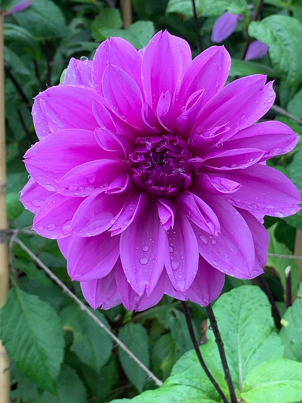 Dahlia