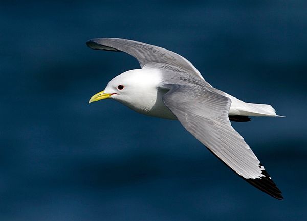 Kittiwake in flight over the sea.