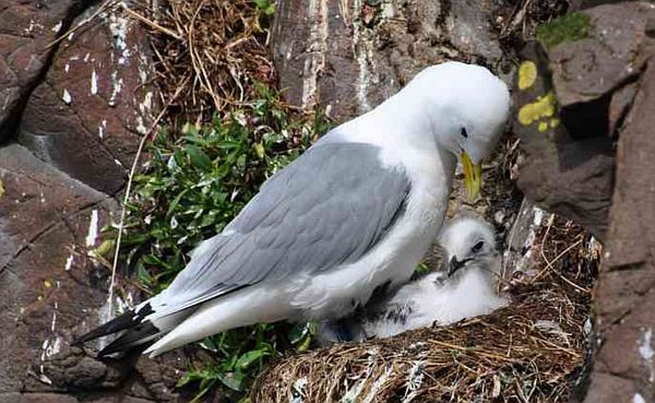 Kittiwake on the nest with a baby.