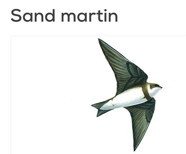 Sand Martins.