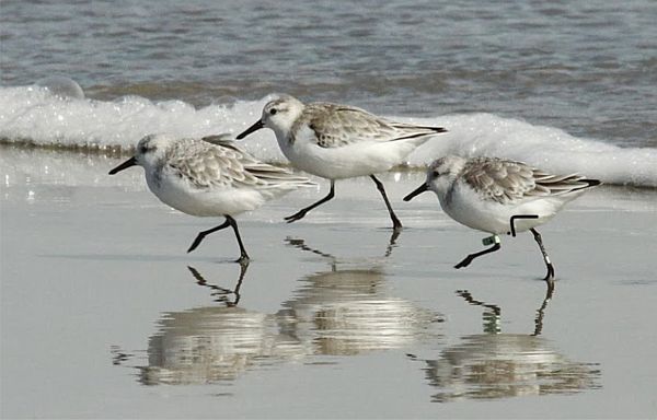 Sanderlings.