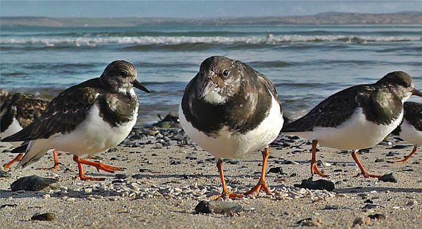 Turnstones.