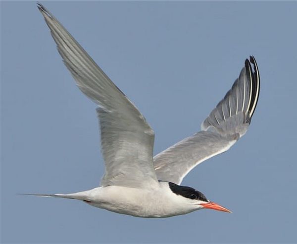 Common Tern.