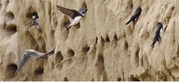 A Sand Martin colony.