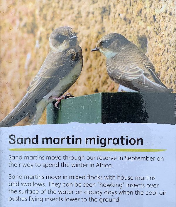Information board on Sand Martins.