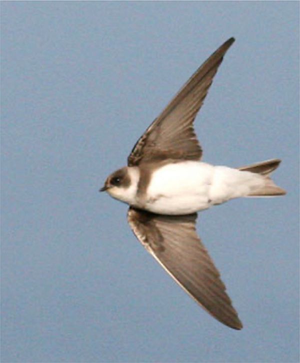 Sand Martin in flight, viewed from underneath.