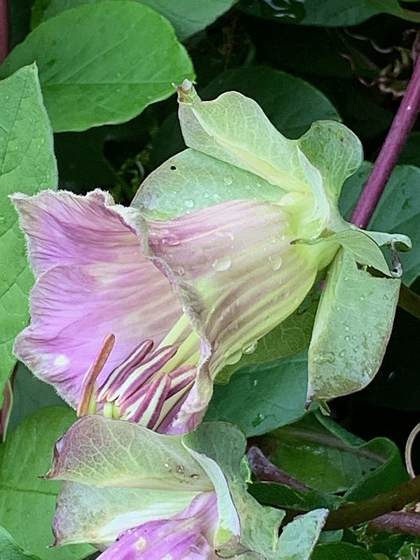 Wisley Titbits: The Cup and Saucer Plant. Cobea Scandens.