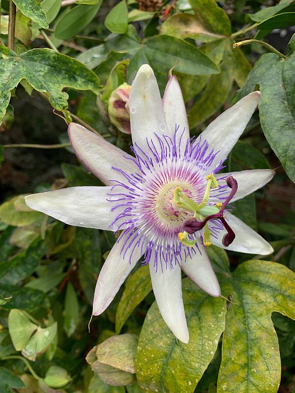 Wisley Titbits: The Passion Flower