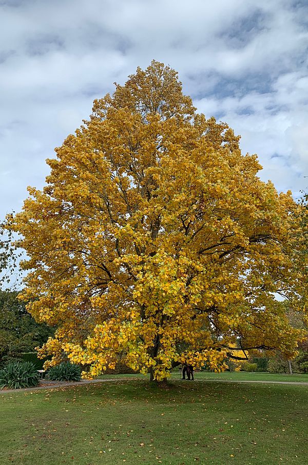 Wisley Titbits: The Tree.