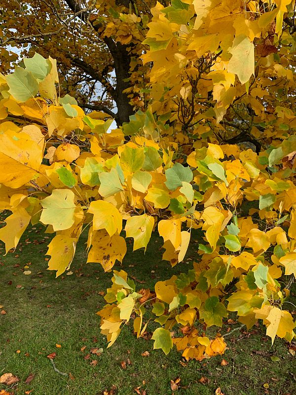 Wisley Titbits: The Tree.