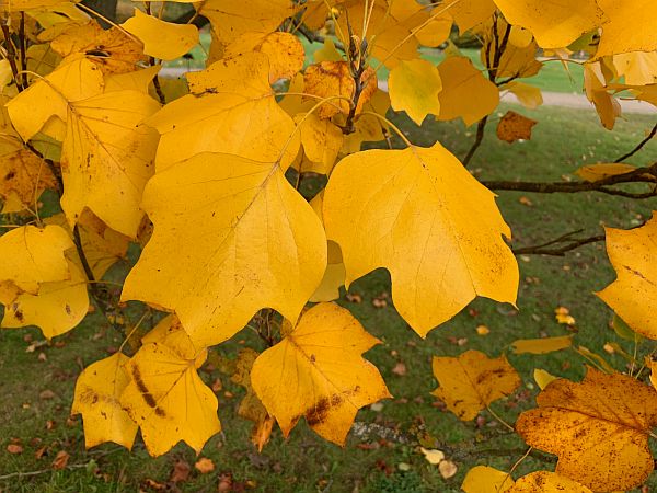 Wisley Titbits: The Tree.