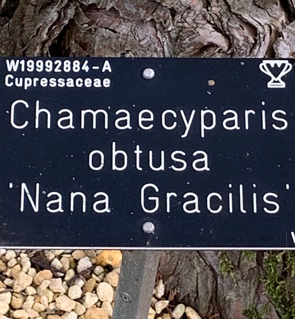 Wisley Titbits: The Exotic. Chamaecyparis obtusa Nana Gracilis.