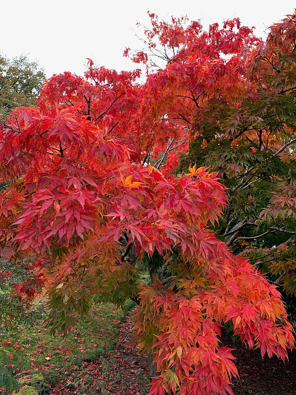 Wisley Titbits: The Acer.