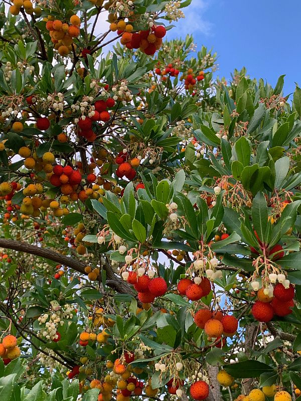 Wisley Titbits: In the Café Garden.