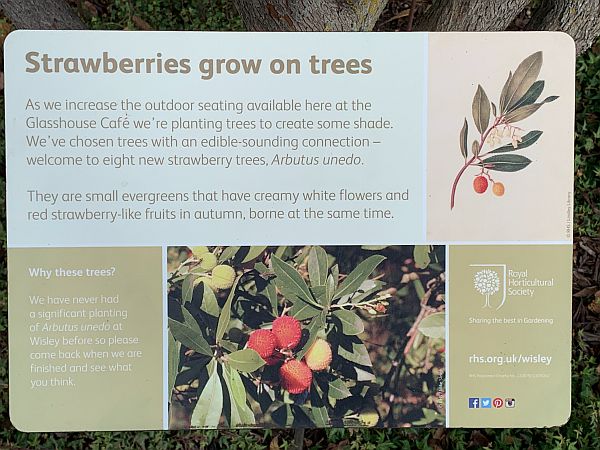 Wisley Titbits: In the Café Garden. Strawberries grow on Trees.