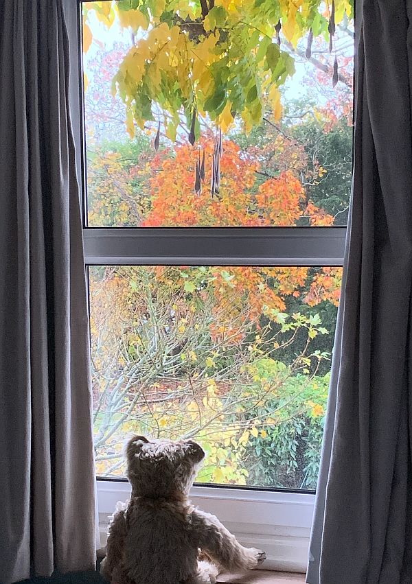 Bertie looking out of the window on a wet and windy day.