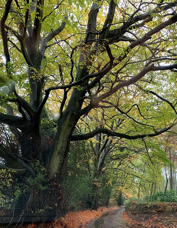 Tree-lined single track lane.