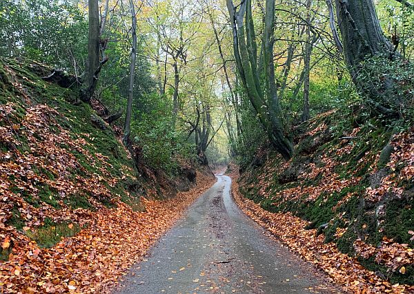 A sunken tree-lined lane.