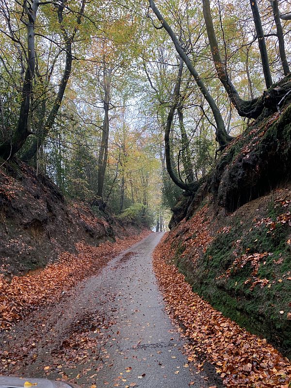 A sunken tree-lined lane.