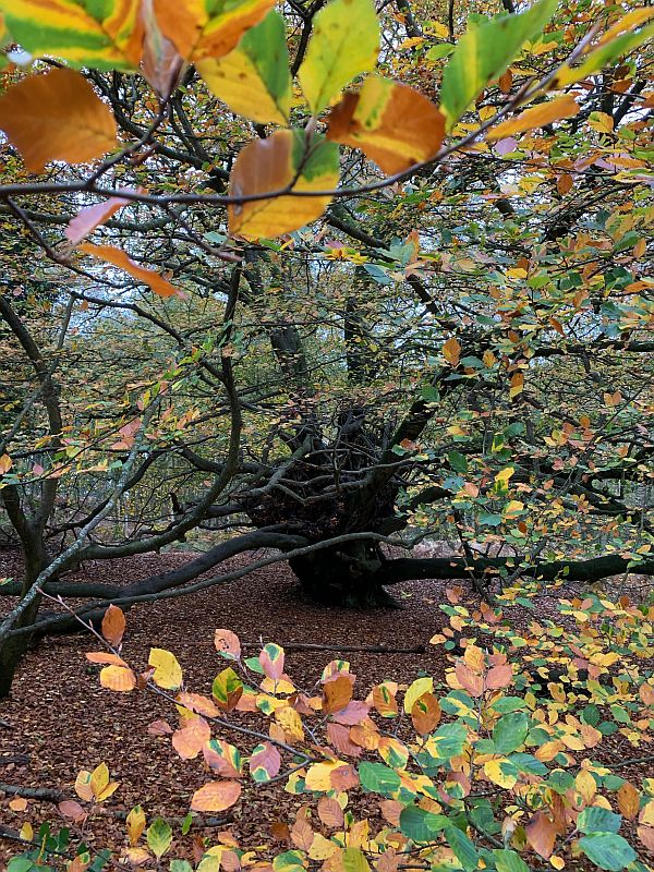 The Witches Broom Tree. Seen it all before. Many times.