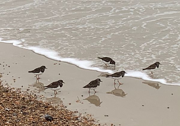 Turnstones at the water's edge.