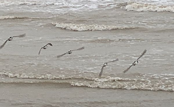 Turnstones in flight.