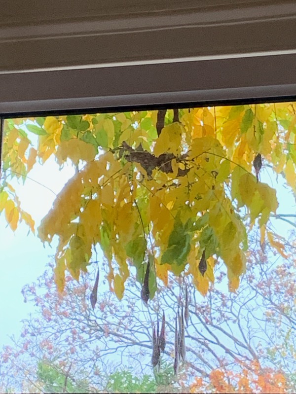 Close up of the Wisteria in the window.