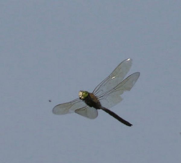 Lesser Emperor Dragonfly.