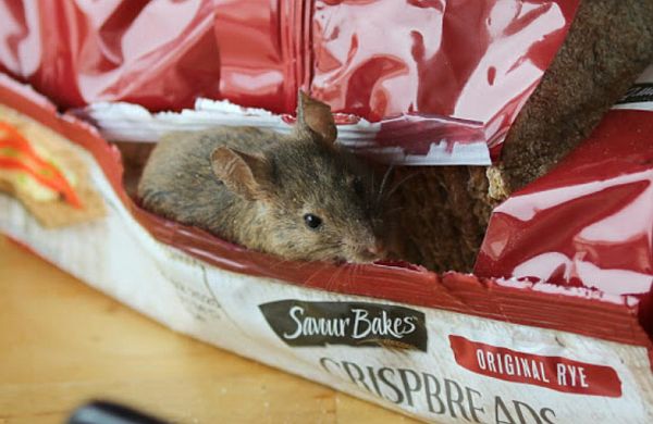 Mouse tucking into a pack of crispbreads!