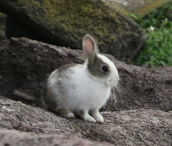 Grey and white Rabbit sat on the rocks.