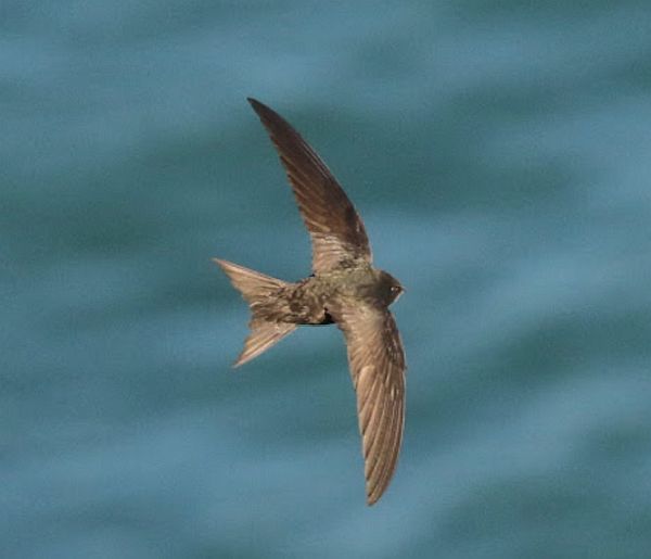 A Swift in flight over the sea.