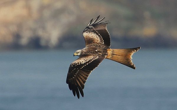 Red Kite with Skomer in the background.