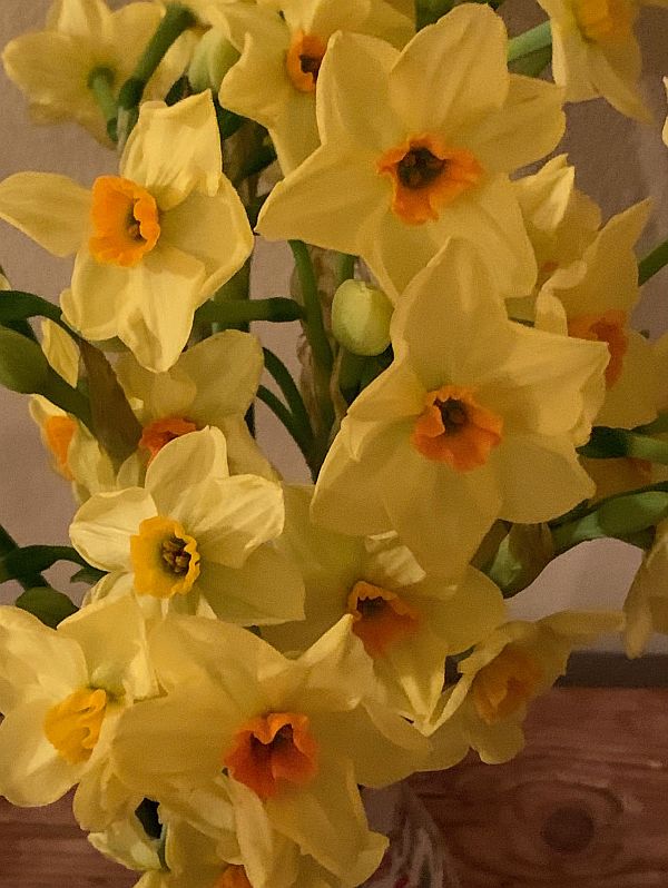 Close up of the Soleil d’Or (Golden Sun) Narcissi.