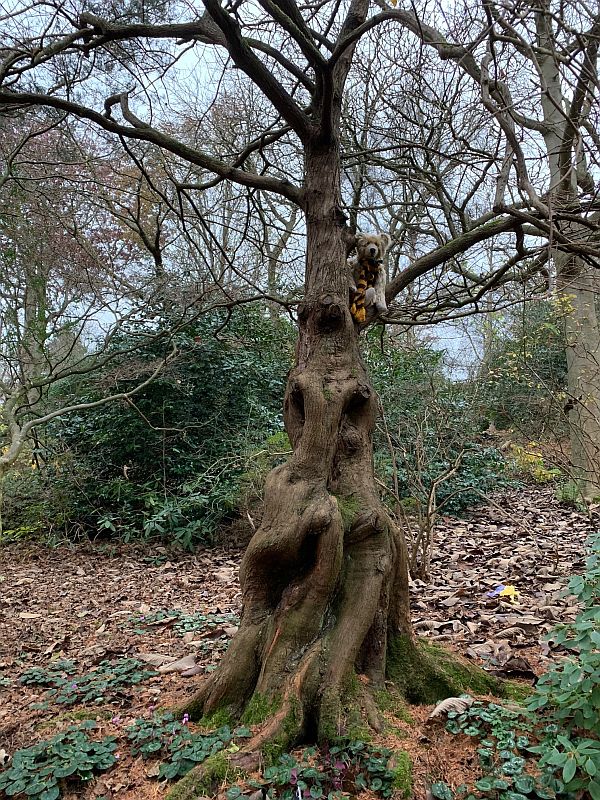 If you go Down to the Woods Today: Bertie sat high in a leafless tree.