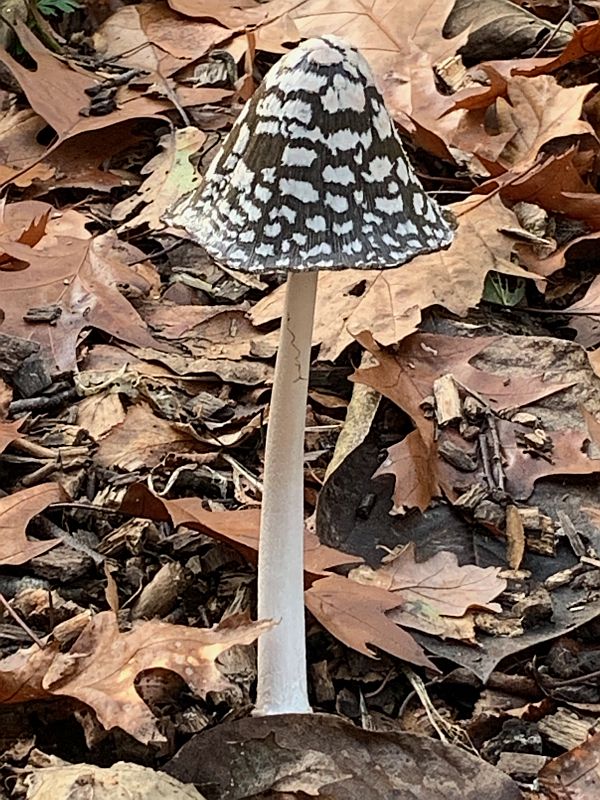 Magpie Inkcap.