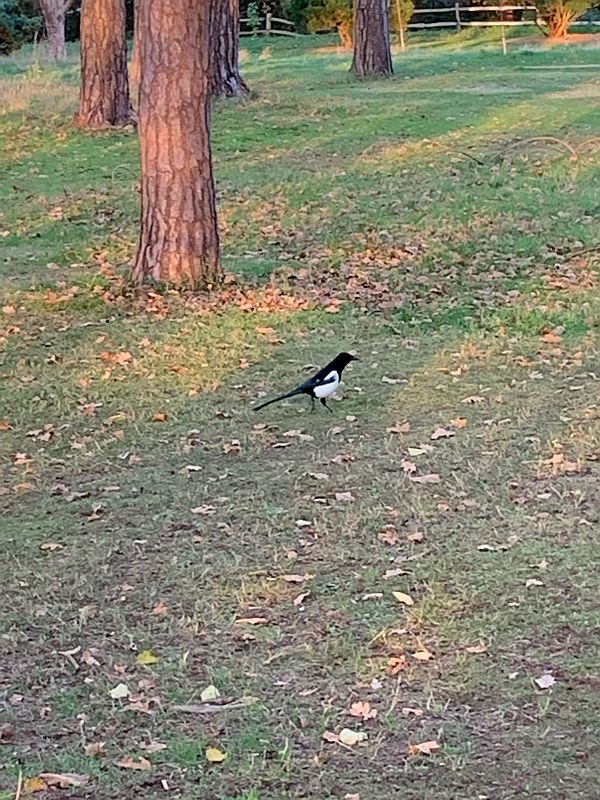 A solitary Magpie on the ground.