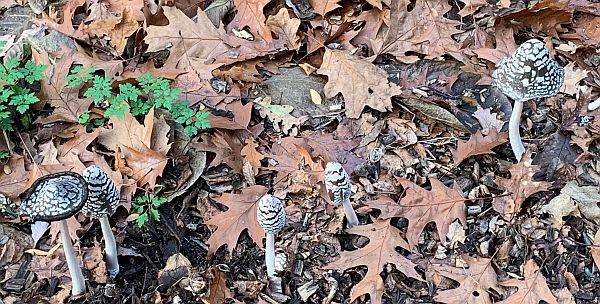 A “Parliament” of Magpie Inkcaps in varying stages of development.