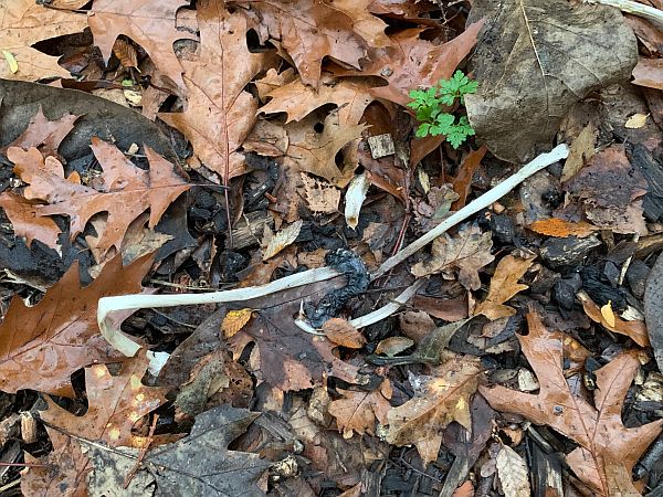 Site where a number of Magpie Inkcaps had been just four days ago.