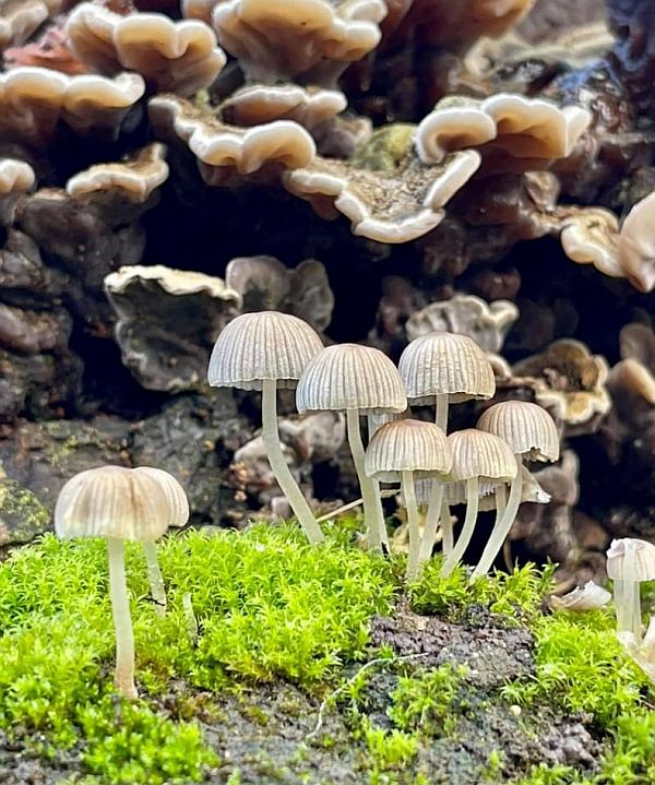 A collection of fungi resembling Jellyfish on dry land.