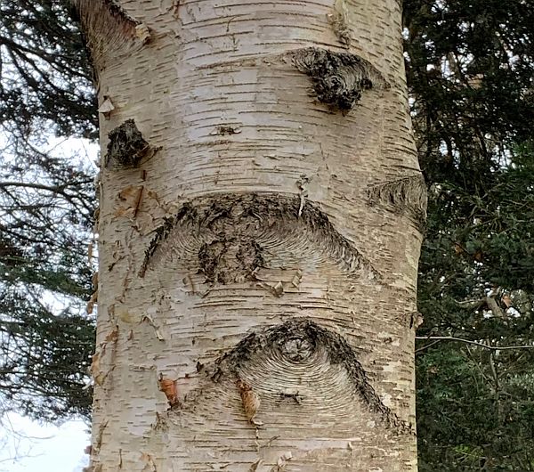 A tree with what looks like a sad face marked in its bark.