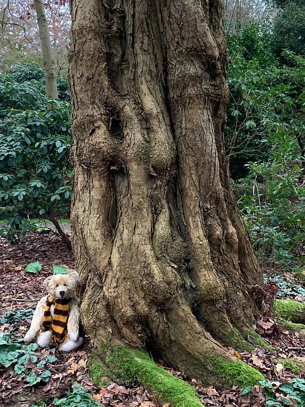 Bertie sat against a gnarly old Katsura tree.