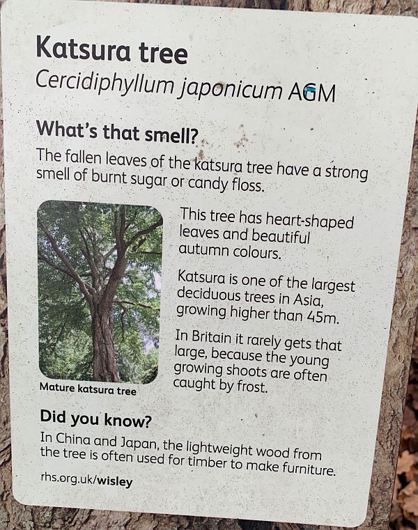 Information on the Katsura Tree.