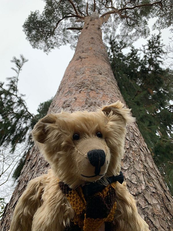 Bertie at the bottom of a tree, with the tree towering above him.