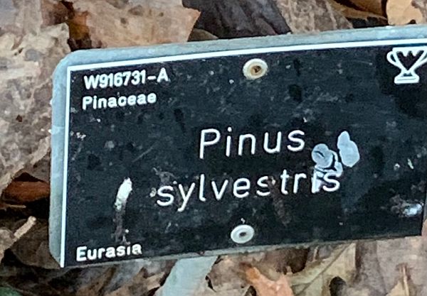 Nameplate for the Pinus Sylvestris Tree.