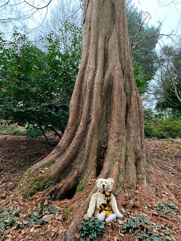 Bertie at the base of a Dawn Redwood Tree.