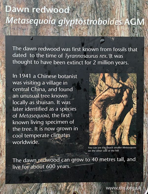 Information board on the Dawn Redwood Tree.
