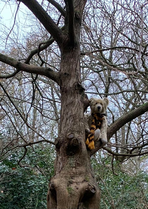 Bertie in the tree branches.