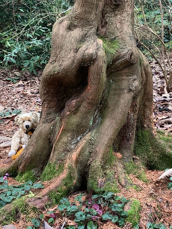 Bertie at the base of a tree.