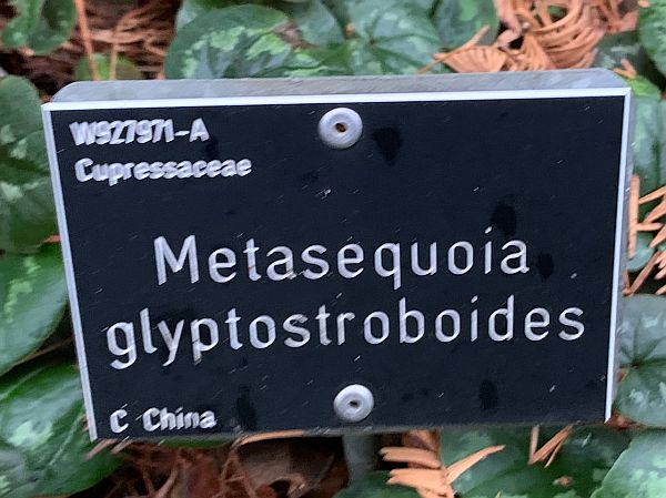 Name board for Metasequoia glyptostroboides.